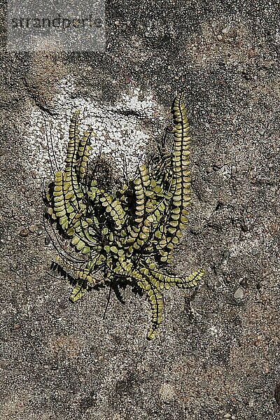 Braunstieliger Streifenfarn (Asplenium trichomanes)  Farne  Maidenhair Spleenwort on a rock wall  Isle of Jura  Scotland