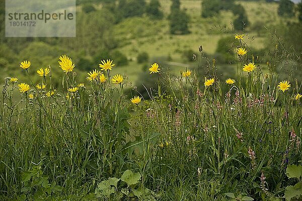 Östlicher Wiesenbocksbart  Orientalischer Bocksbart  Korbblütengewächse  Eastern Goatsbeard (Tragopogon orientalis) flowering  along roadside  near Viscri  Transyl