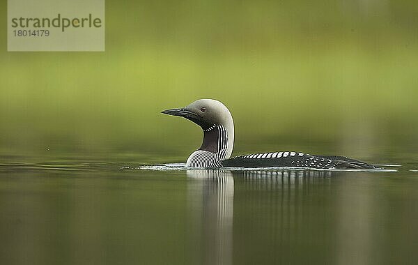 Schwarzkehltaucher (Gavia arctica)  Erwachsener auf dem Wasser  Niedrigwinkel  Finnland  Sommer  Europa