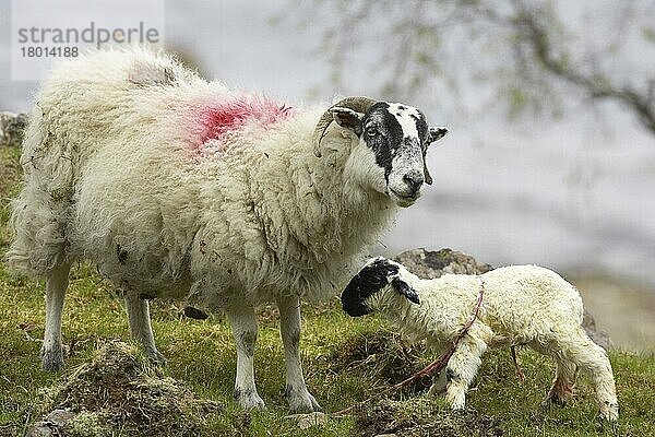 Hausschaf  Scottish Blackface  Geburt eines Lammes  Mutterschaf mit stehendem Lamm  Isle of Mull  Schottland  Frühling