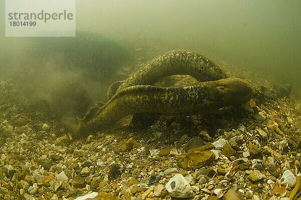 Meerneunauge (Petromyzon marinus) erwachsenes Paar  laicht in rotem Nest auf steinigem Flussbett  Flusstest  Hampshire  England  Juni