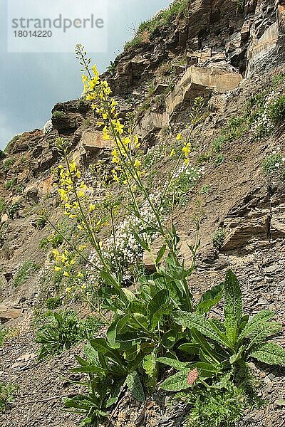 Seekohl (Brassica oleracea var. oleracea) blüht  wächst auf einer weichen Klippe  Charnel  Dorset  England  Mai