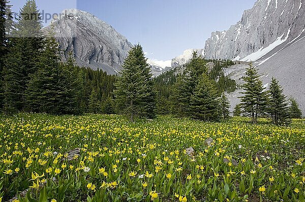 Massenblühende Gletscherlilie (Erythronium grandiflorum)  am Rande eines Nadelwaldes in den Bergen  Chester Lake  Peter Lougheed Provincial Park  in der Nähe von Kananaskis  Rocky Mountains  Alberta  Kanada  Juli  Nordamerika