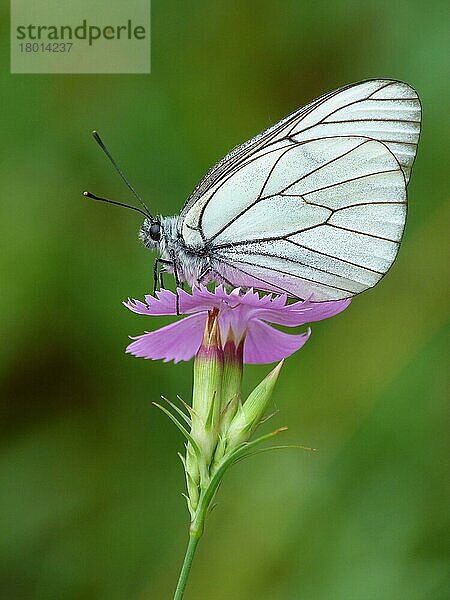 Schwarz-nerviger Weißer (Aporia crataegi)  erwachsener Mann  ruhend auf rosa Kartäuserblume (Dianthus carthusianorum)  Cannobina-Tal  Italienische Alpen  Piemont  Norditalien  Juli