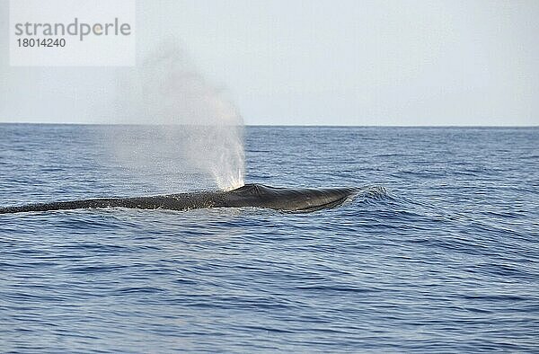Seiwal (Balaenoptera borealis)  Seiwale  bedrohte Tierart  Bartenwale  Meeressäuger  Säugetiere  Tiere  Wale  Sei Whale adult  spouting  swimming at surface  Azores  June