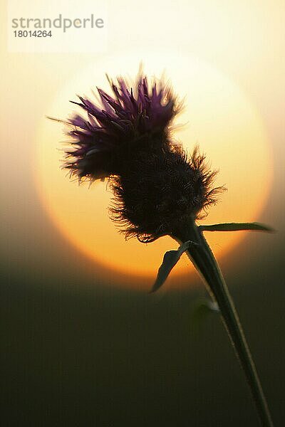 Blühende Flockenblume (Centaurea nigra)  Silhouette bei Sonnenuntergang  Powys  Wales  September