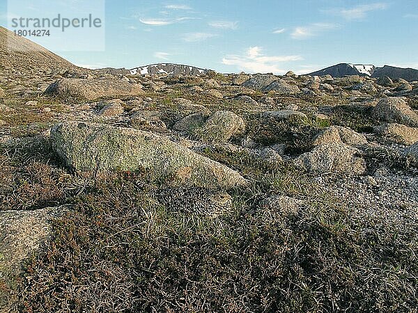 Alpenschneehuhn (Lagopus muta) adultes Weibchen  auf Nest sitzend  auf montanem Rücken mit Geröllfeld und Krähenbeere (Empetrum nigrum)  Cairngorms N. P. Highlands  Schottland  Mai