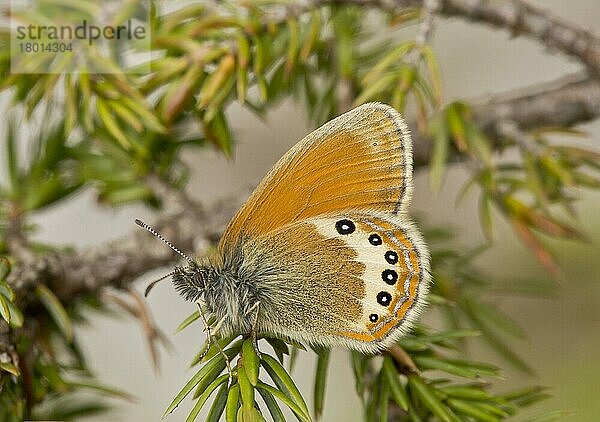 Alpenwiesenvögelchen  Alpenheufalter  Andere Tiere  Insekten  Schmetterlinge  Tiere  Alpine Heath (Coenonympha gardetta) adult  resting on juniper  Dolomites  Ital