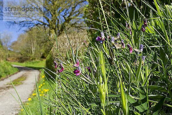 Bittere Wicke (Lathyrus linifolius) blüht  wächst an der Basis der Hecke am Straßenrand  Powys  Wales  Mai
