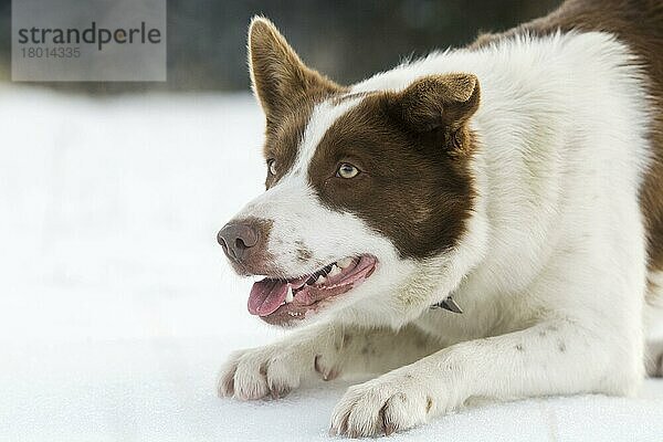 Haushund  Border Collie  Arbeitsschäferhund  erwachsen  Nahaufnahme von Kopf und Vorderbeinen  kauernd auf Schnee  North Yorkshire  England  Dezember