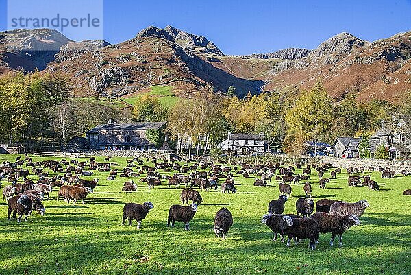 Hausschafe  Herdwick-Herde  auf der Weide stehend  Great Langdale  Lake District N. P. Cumbria  England  November