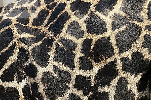 Thornicroft-Giraffe (Giraffa camelopardalis thornicrofti)  Nahaufnahme des Fellmusters  South Luangwa National Park  Sambia  Afrika