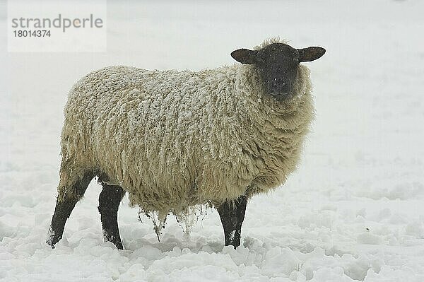 Hausschafe  Suffolk x North Country Mule  Mutterschaf  im Schnee stehend  North Downs  Kent  England  Winter