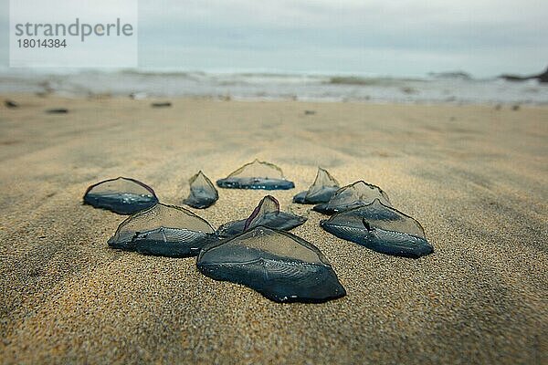 Segelqualle (Velella velella)  Segelquallen  Qualle  Quallen  Andere Tiere  Nesseltiere  Tiere  By-the-wind Sailor group  washed up on beach  Cornwall  England  November