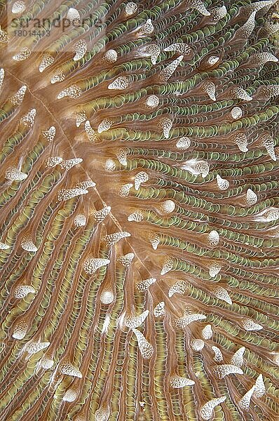 Pilzkoralle (Fungia scutaria) Detail  Yillet Lagune  in der Nähe der Insel Boo  Raja Ampat Inseln (Vier Könige)  West Papua  Neu Guinea  Indonesien  Asien