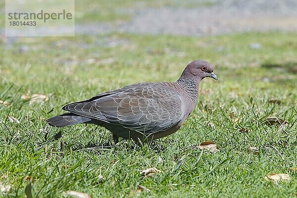 Picazuro-Taube (Patagioenas picazuro) erwachsen  geht auf Gras  Argentinien  Februar  Südamerika