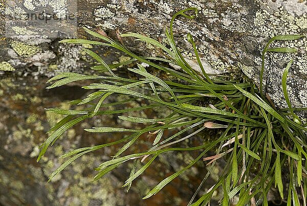 Nordischer Streifenfarn  Nördlicher Streifenfarn (Asplenium septentrionale)  Farne  Forked Spleenwort leaves  growing on acid rock  Spanish Pyrenees  Spain  June