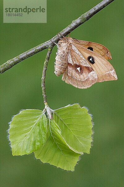 Tau Emperor (Aglia tau) erwachsenes Weibchen  auf einem Zweig der Rotbuche (Fagus sylvatica) mit neu geöffneten Blättern schlafend  Larven-Nahrungspflanze  Italien  April  Europa