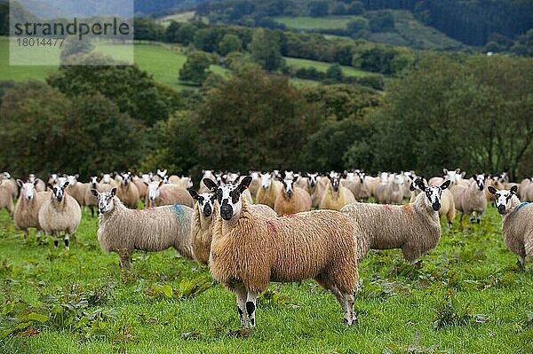 Hausschafe  walisische Maultiere  auf der Weide stehende Herde  in der Nähe von Rhayader  Powys  Wales  September