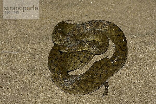 Andere Tiere  Reptilien  Schlangen  Tiere  Night Snake (Madagascarophis colubrinus)