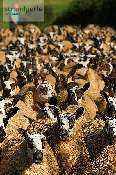 Hausschafe  Walisische Maultierschafe (Blaugesichtiger Leicester-Schafbock x Beulah-Mutterschaf)  Herde wird getrieben  Wales