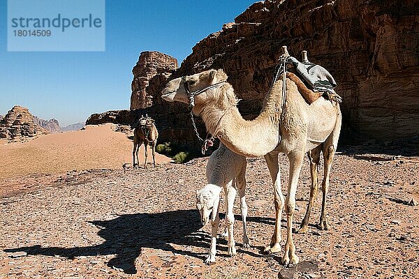 Dromedar (Camelus dromedarius) mit Jungtier  in der Wüste von Wadi Rum  Kleinasien  Indisches Kamel  Dromedar  Jordanien  Asien