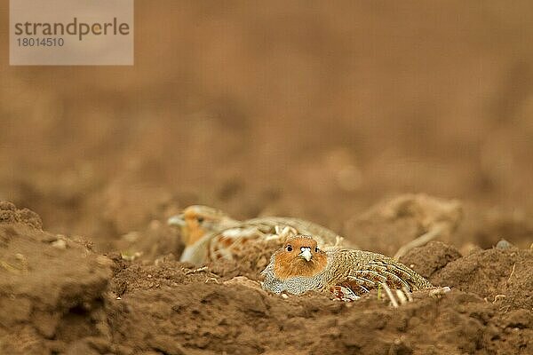 Grey Partridge (Perdix perdix)  erwachsenes Paar  auf dem Boden auf einem Acker ruhend  Berwickshire  Scottish Borders  Schottland  März