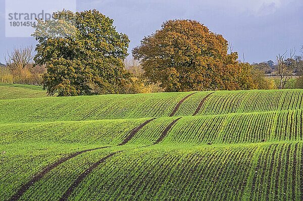 Blick auf Ackerland mit ausgewachsenen Bäumen in hügeligem Feld  in der Nähe von Beeston Castle  Cheshire  England  November