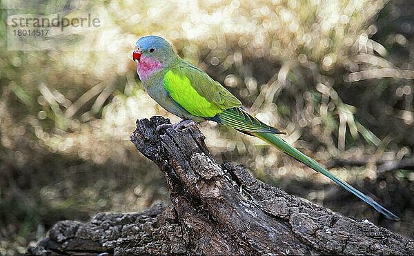 Prinzessinnen-Papagei (Polytelis alexandrae) erwachsen  auf einem Baumstamm sitzend  Rotes Zentrum  Northern Territory (in Gefangenschaft)  September  Australien  Ozeanien