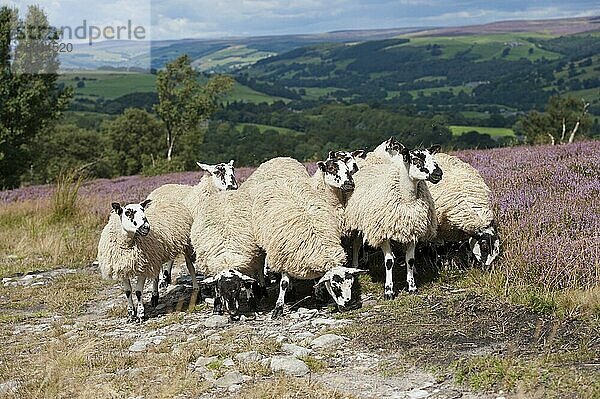 Hausschafe  Haustiere  Huftiere  Nutztiere  Paarhufer  Säugetiere  Tiere  Domestic Sheep  mule gimmer lambs  out of Dalesbred ewes  grazing on heather moorland  above Pateley Bridge  Yorkshire Dales N. P. North Yorkshire  England  August