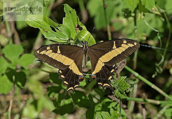 Bahamanischer Schwalbenschwanz (Papilio andraemon) adult  auf Blättern ruhend  Linstead  Jamaika  Dezember  Mittelamerika