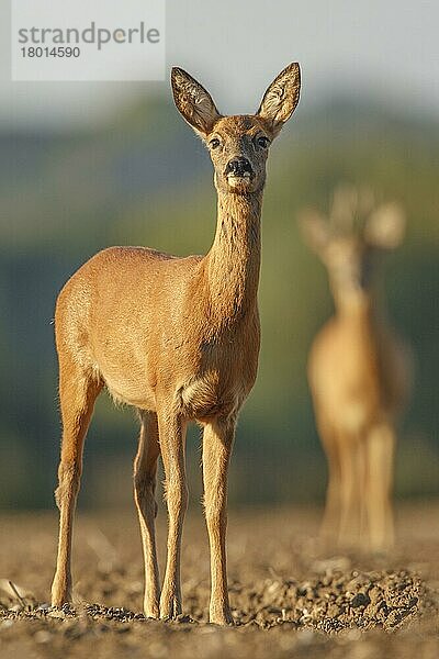 Westliches Rehwild (Capreolus capreolus)  erwachsenes Weibchen auf gepflügtes Feld mit Männchen im Hintergrund  South Norfolk  Großbritannien September