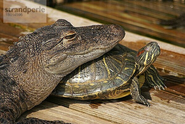Amerikanischer Alligator (Alligator mississippiensis)  Jungtier  Nahaufnahme des Kopfes  ruhend auf Rotohrschildkröte (Trachemys scripta elegans)  Erwachsener  Florida (U.) S. A. Juni