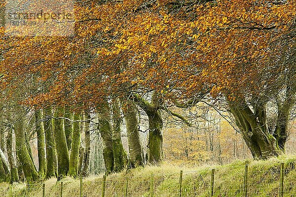 Rotbuche (Fagus sylvatica)  ausgewachsene Bäume mit herbstlich gefärbten Blättern  Reihe wächst auf einer alten Steinmauer  die eine Feldgrenze bildet  Exmoor N. P. Somerset  England  November