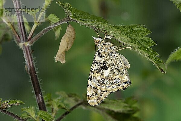 Gemalte Dame (Vanessa cardui) neu aufgetauchte Erwachsene  neben leerer Puppe auf Brennesselblatt ruhend  Oxfordshire  England  Juli