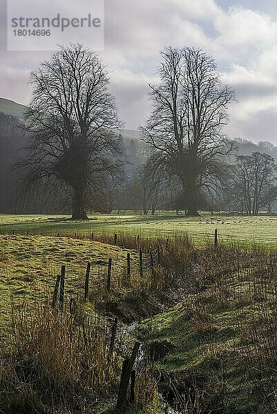 Blick auf Weide und Bäume im Nebel  Whitewell  Clitheroe  Forest of Bowland  Lancashire  England  Januar