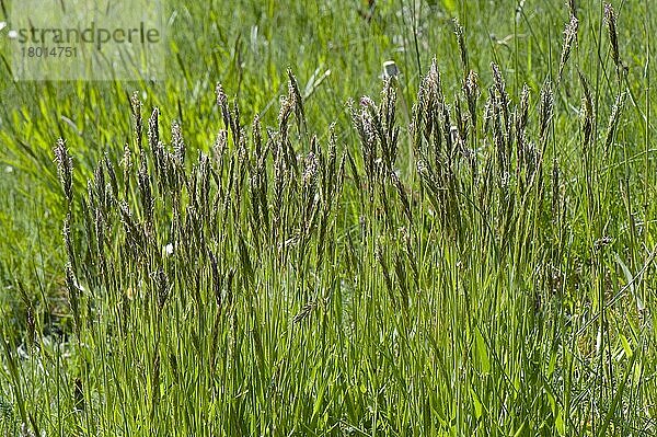 Gewöhnliches Ruchgras  Wohlriechendes Ruchgras (Anthoxanthum odoratum)  Süßgräser  Sweet vernal graß  flowering in a mixed graß meadow in spring