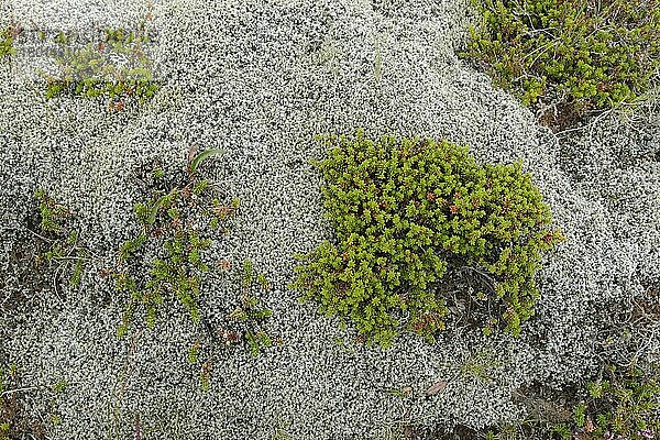 Schwarze Krähenbeere (Empetrum nigrum)  Heidekrautgewächse  Crowberry growing amongst moss  Iceland  August