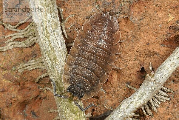 Mauerassel  Mauerasseln (Oniscus asellus)  Assel  Asseln  Andere Tiere  Tiere  Common Woodlouse red form  adult  on brick wall in suburban garden  Gorseinon  South Wales  may