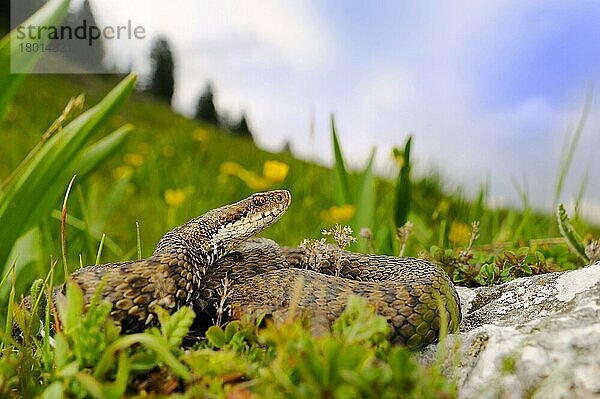 Kreuzotter  Kreuzottern (Vipera berus)  Andere Tiere  giftig  Giftschlangen  Reptilien  Schlangen  Tiere  European Adder adult  coiled on slope in mountain habitat  Italian Alps  Italy  may