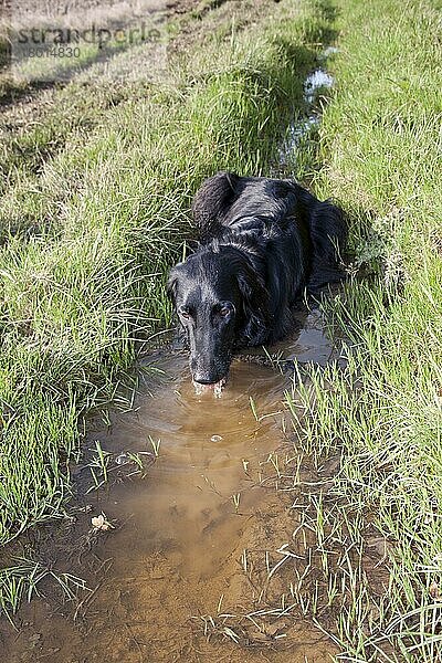 Haushund  Flat-coated Retriever  schwarze Varietät  erwachsen  trinkt aus schlammiger Pfütze am Feldrand  England  Oktober