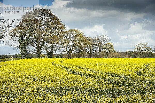 Raps (Brassica napus)  blühend auf einem Feld  Oulton  Cheshire  England  Großbritannien  Europa