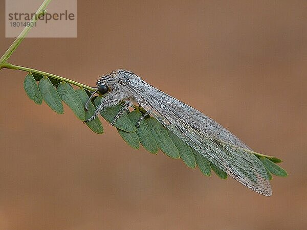 Antlion (Heoclisis fundata) erwachsen  auf Blättern ruhend  Westaustralien  Australien  September  Ozeanien