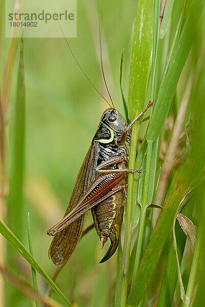 Roesel's Buschschrecke (Metrioptera roeselii forma diluta) seltene makropterische geflügelte Form  erwachsenes Weibchen  auf Gras in der Heide ruhend  Witley Common  Surrey  England  August