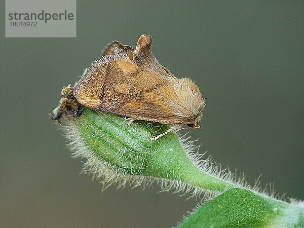 Festoon (Apoda limacodes) erwachsenes Weibchen  auf der Knospe der Roten Lichtnelke (Silene dioica) ruhend  Cannobina-Tal  Italienische Alpen  Piemont  Italien  Juli  Europa