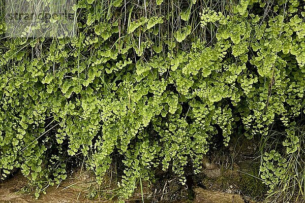Südlicher Jungfernhaarfarn (Adiantum capillus-veneris) wächst an einem einheimischen Standort auf feuchtem Tuffstein  Anstey Cove  Torbay  Devon  England  Juli