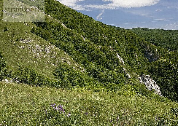 Ansicht eines blumenreichen Grasland-Lebensraums oberhalb der Kalkschlucht  Varghiz  Siebenbürgen  Rumänien  Europa