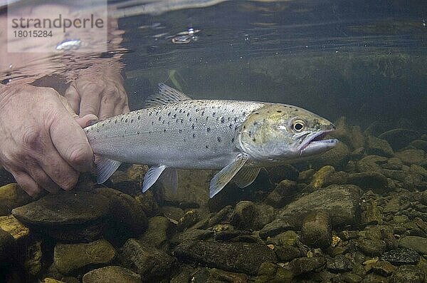 Meerforelle (Salmo Trutta)  erwachsen  wird im Fluss ausgesetzt  Wales  Juli