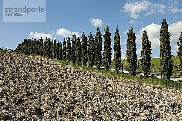 Säulenzypresse  Italienische Zypresse (Cupressus sempervirens)  Mediterrane Zypresse  Toskana  Europa  Italien  Europa