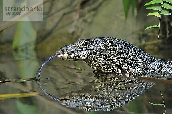 Wasserwaran (Varanus salvator) Erwachsener  Nahaufnahme des Kopfes mit herausgestreckter Zunge  im tropischen Gezeitenbecken mit Reflexion  Lang Tengah Island  Malaysia  August  Asien